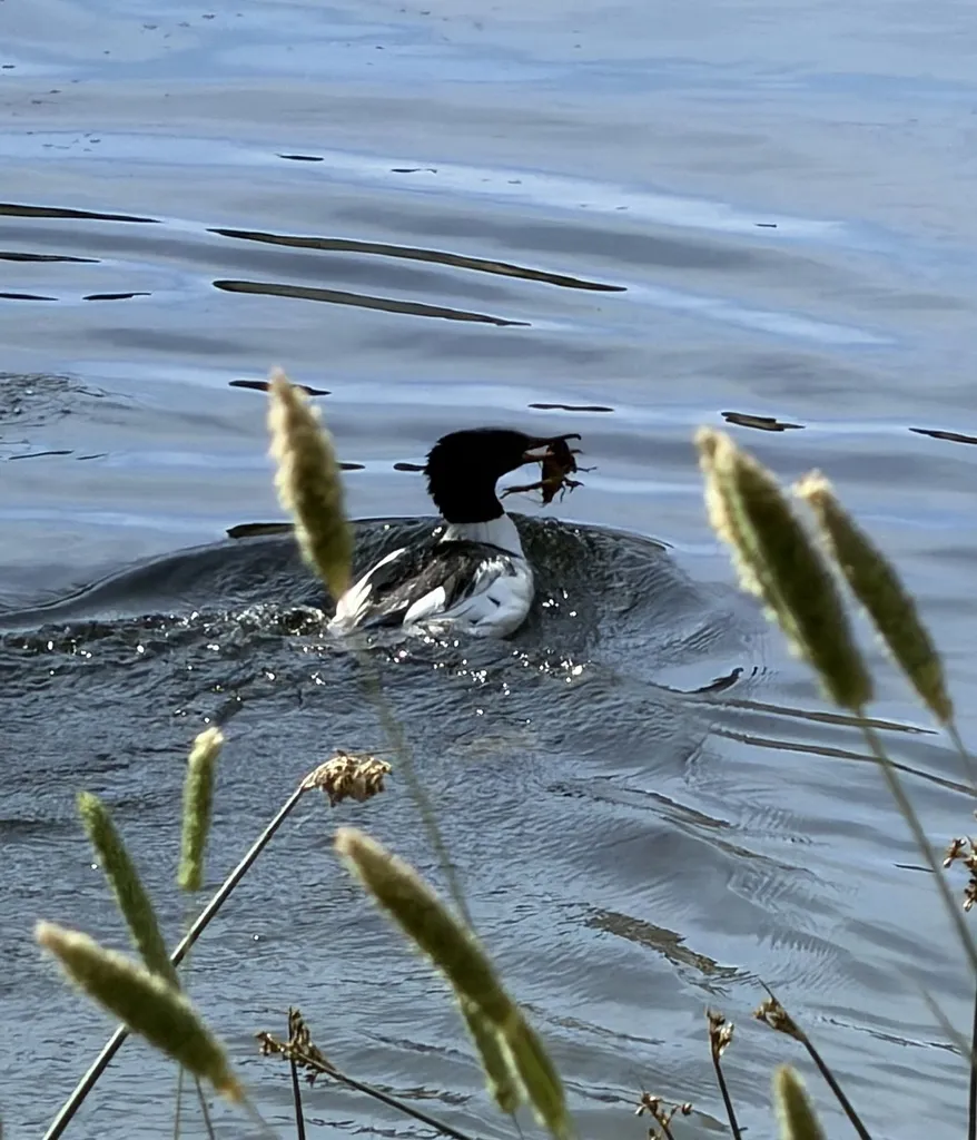 普通秋沙鸭(Mergus merganser)