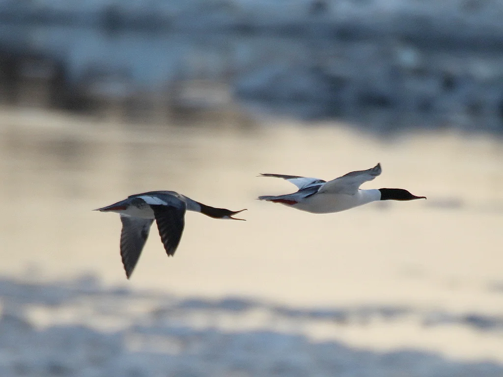 普通秋沙鸭(Mergus merganser)