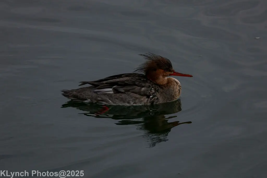 红胸秋沙鸭(Mergus serrator)
