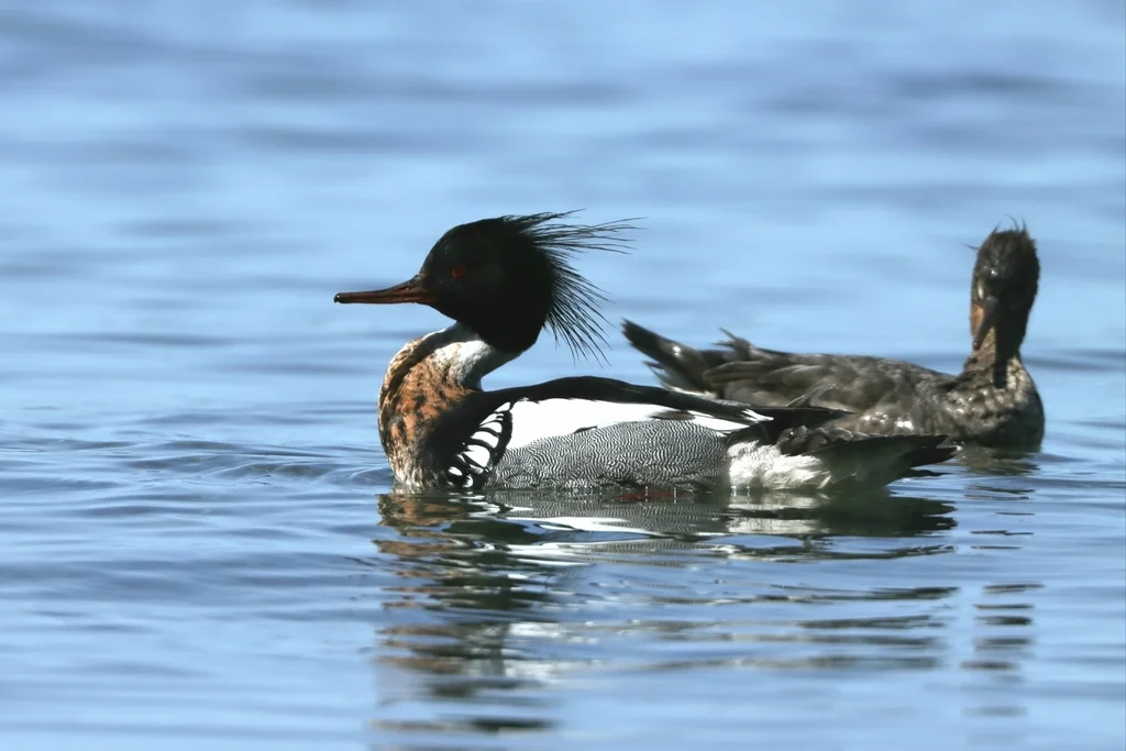 红胸秋沙鸭(Mergus serrator)