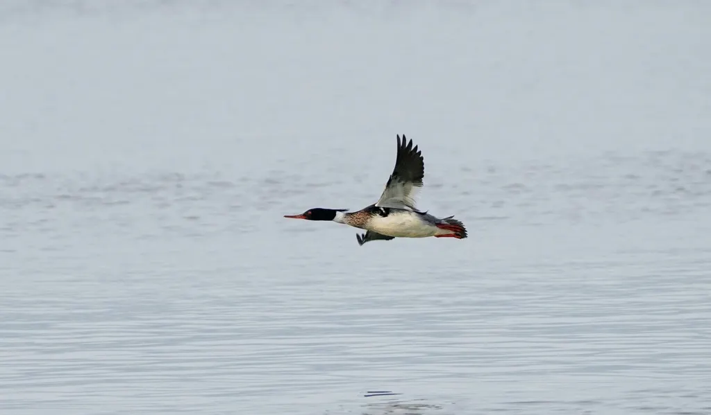 红胸秋沙鸭(Mergus serrator)