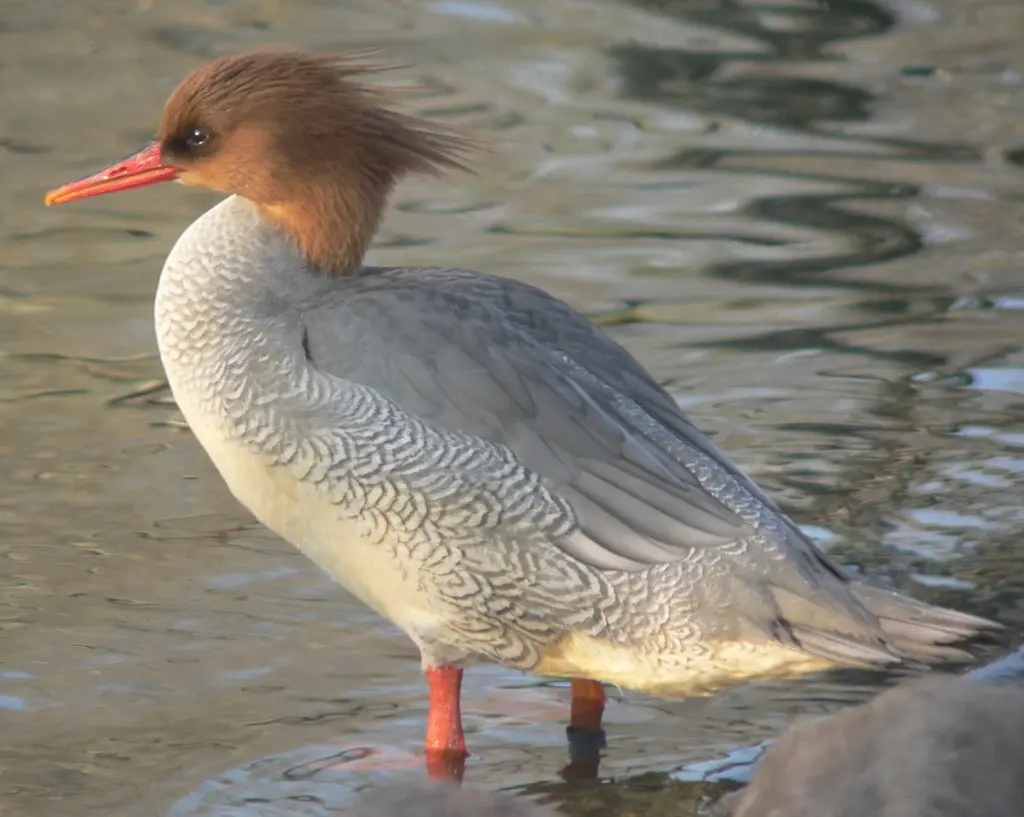 中华秋沙鸭(Mergus squamatus)