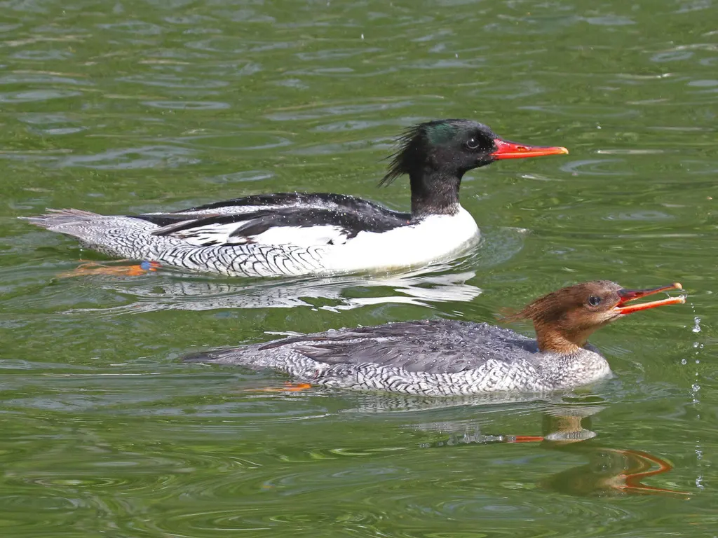 中华秋沙鸭(Mergus squamatus)