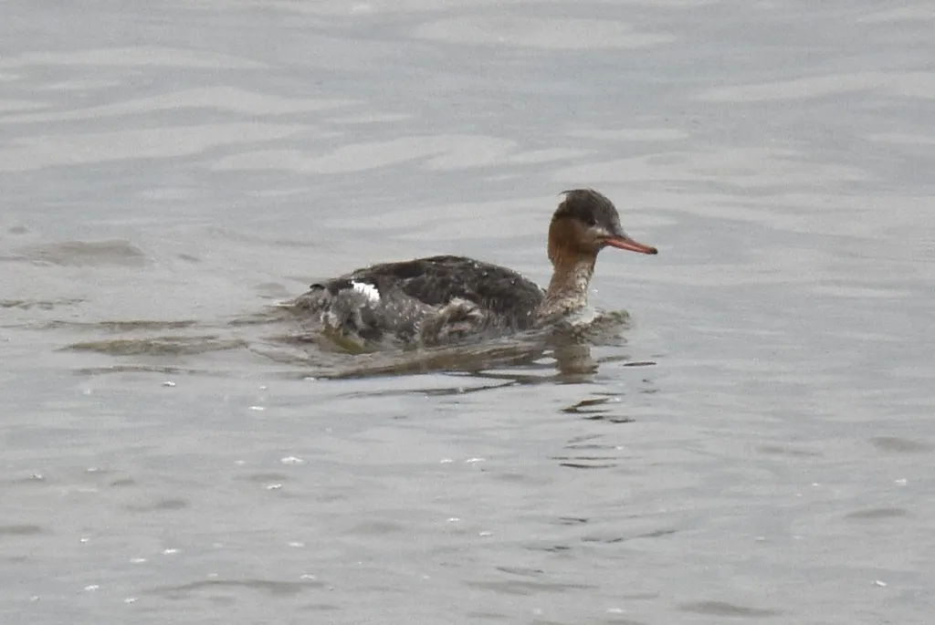 中华秋沙鸭(Mergus squamatus)