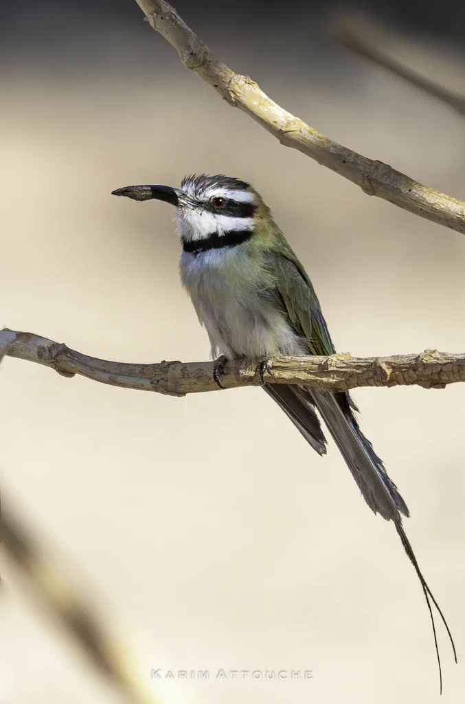白喉蜂虎(Merops albicollis)