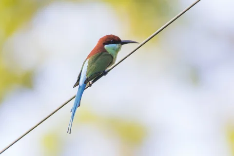 棕冠蜂虎
