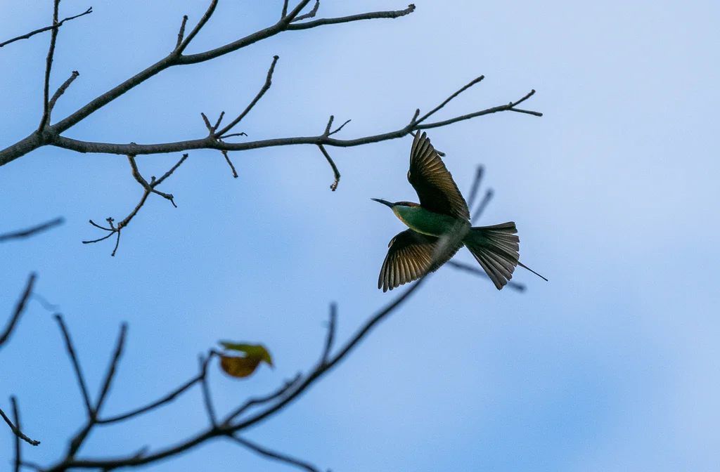棕冠蜂虎(Merops americanus)