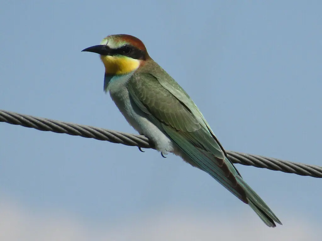 黄喉蜂虎(Merops apiaster)