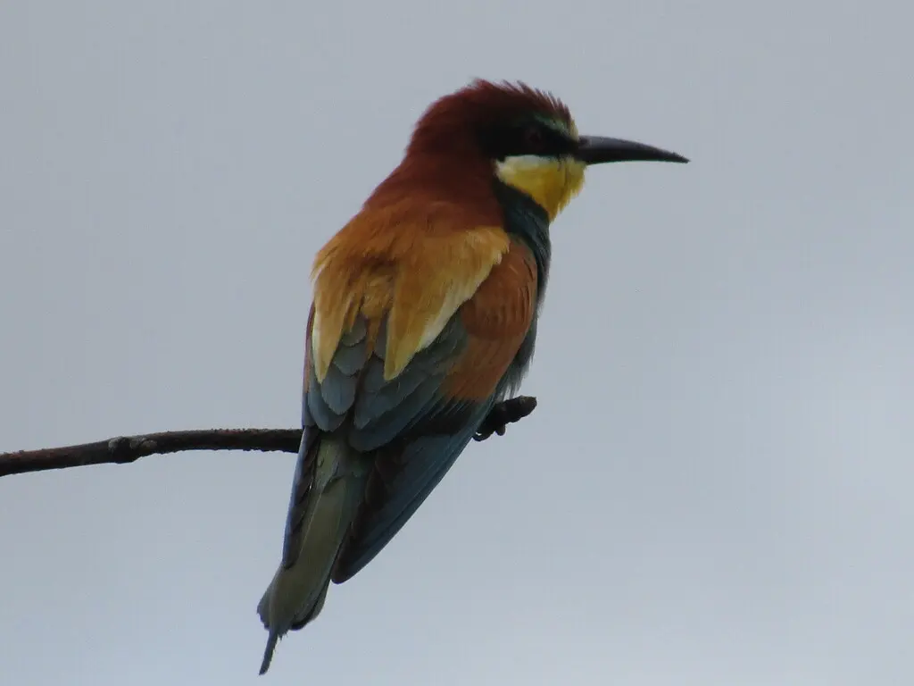 黄喉蜂虎(Merops apiaster)