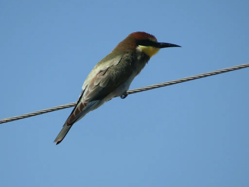 黄喉蜂虎(Merops apiaster)
