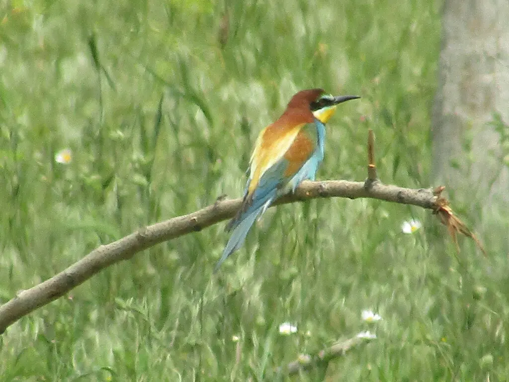 黄喉蜂虎(Merops apiaster)