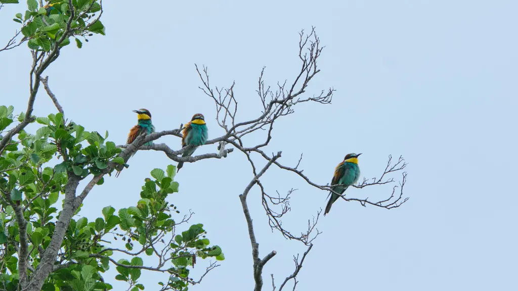 黄喉蜂虎(Merops apiaster)