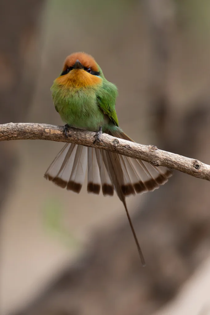 蓝领蜂虎(Merops boehmi)