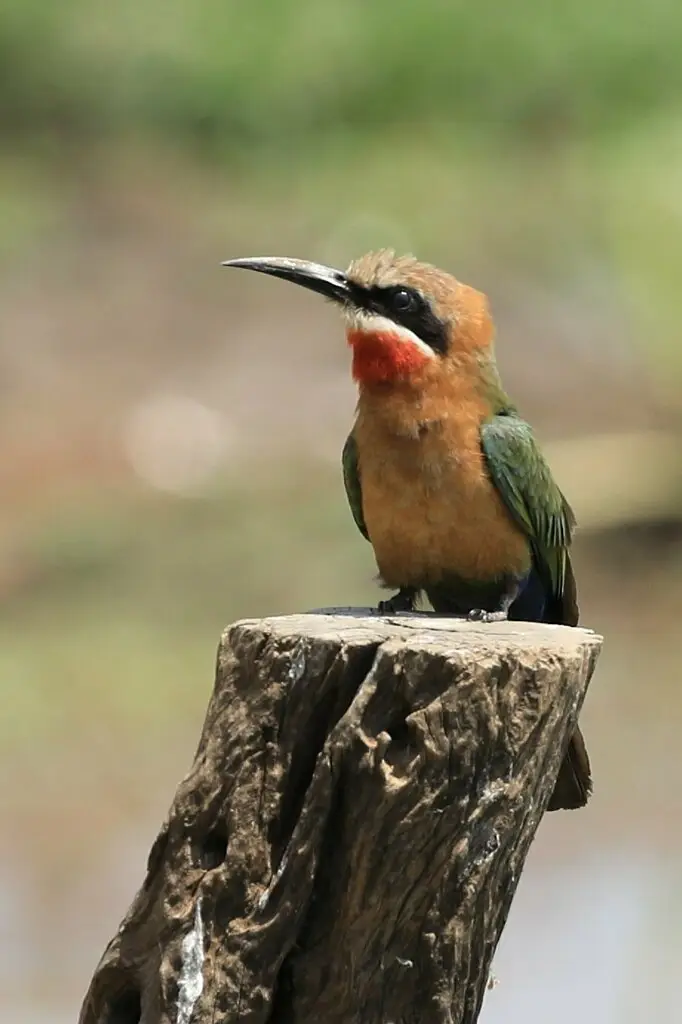 白额蜂虎(Merops bullockoides)