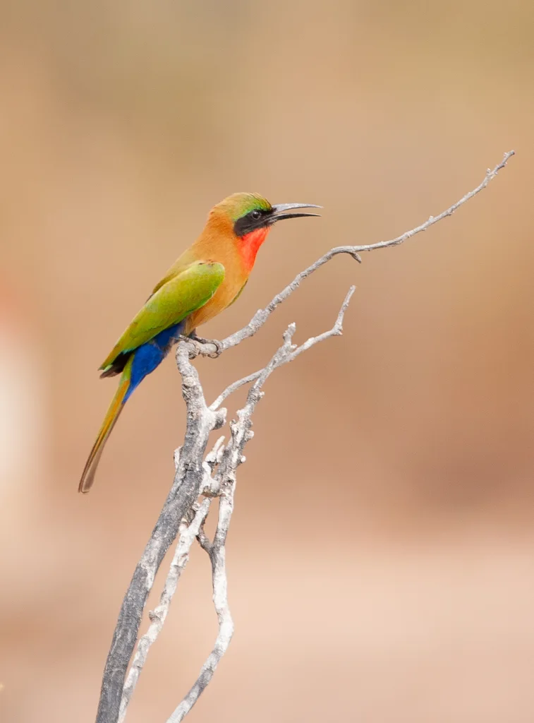 赤喉蜂虎(Merops bulocki)