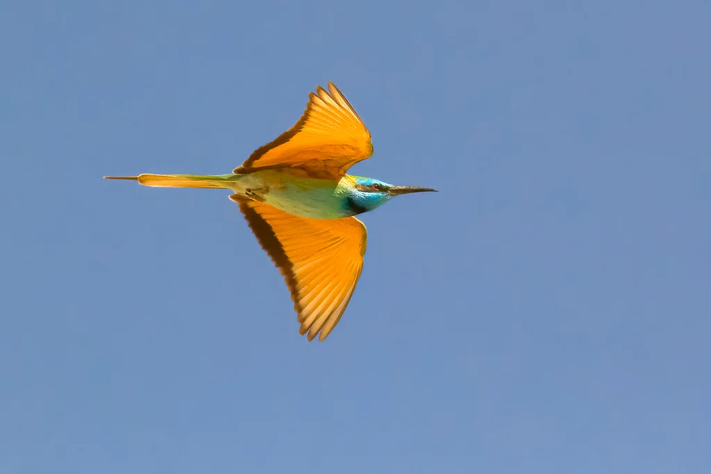 阿拉伯绿喉蜂虎(Merops cyanophrys)