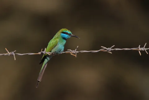阿拉伯绿喉蜂虎