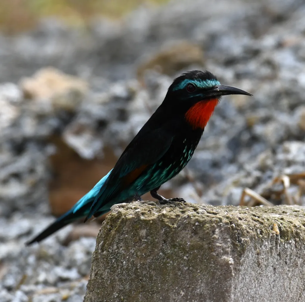 黑蜂虎(Merops gularis)