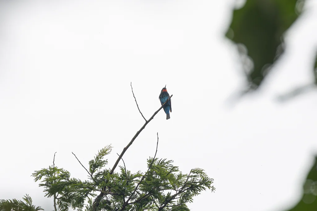 黑蜂虎(Merops gularis)