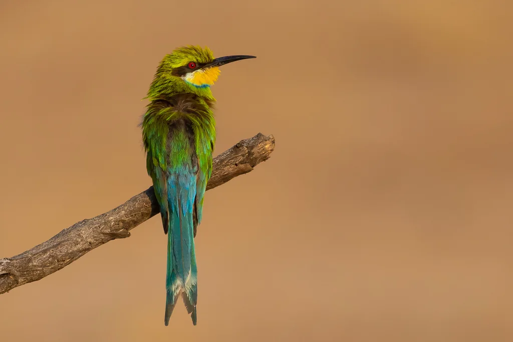 燕尾蜂虎(Merops hirundineus)