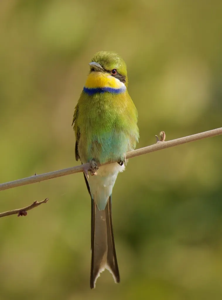 燕尾蜂虎(Merops hirundineus)