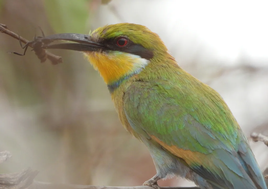 燕尾蜂虎(Merops hirundineus)