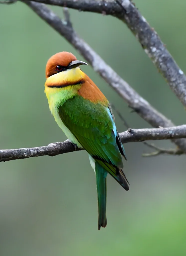 栗头蜂虎(Merops leschenaulti)
