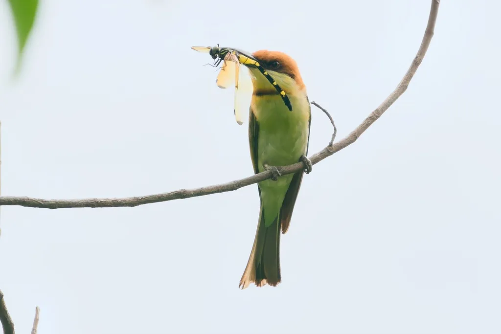 栗头蜂虎(Merops leschenaulti)
