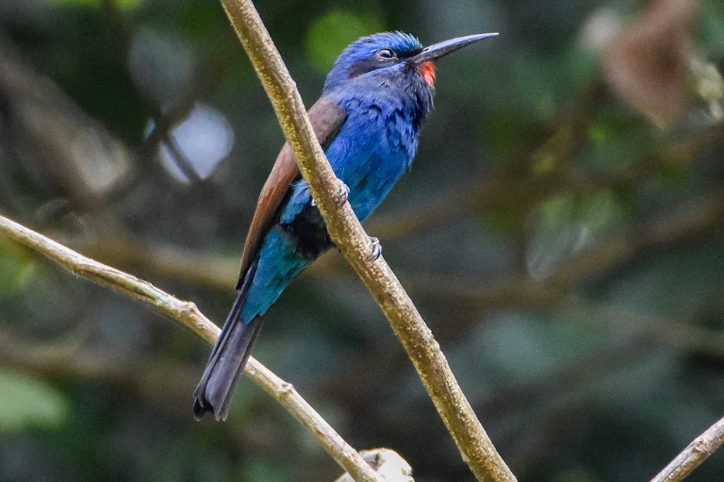 蓝须蜂虎(Merops mentalis)