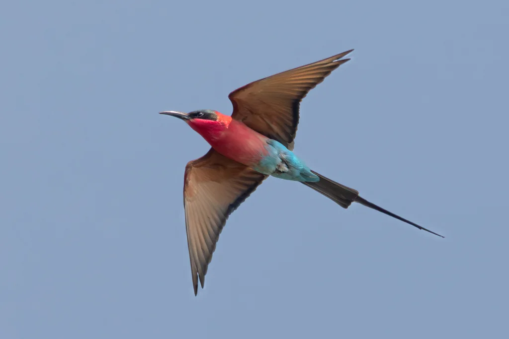 南红蜂虎(Merops nubicoides)