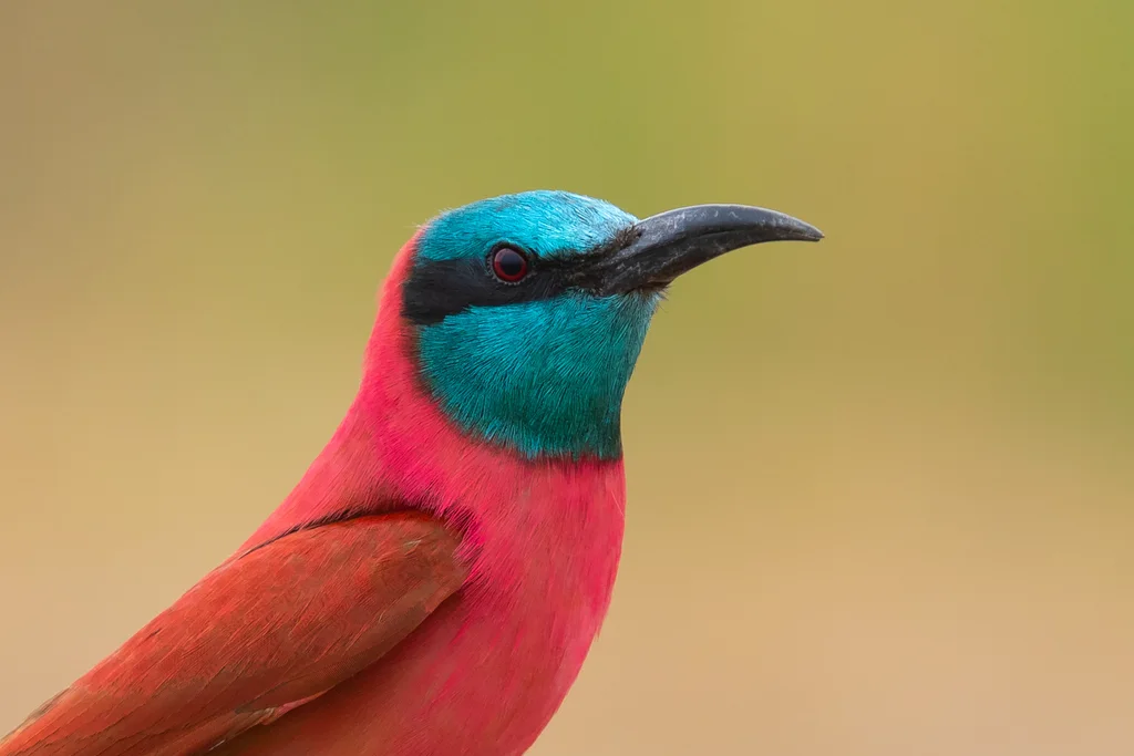 红蜂虎(Merops nubicus)