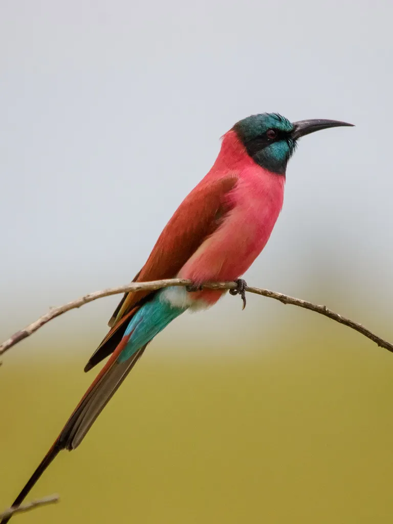 红蜂虎(Merops nubicus)