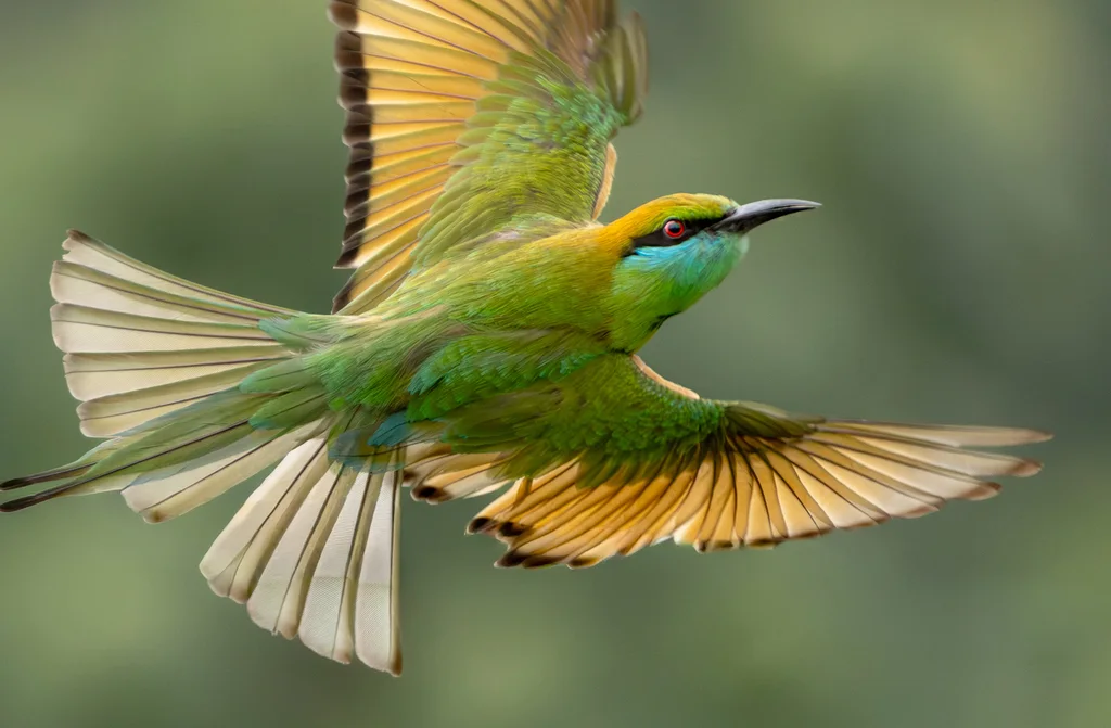 绿喉蜂虎（Merops orientalis）