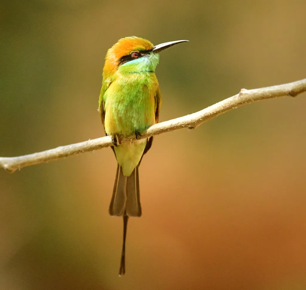 绿喉蜂虎（Merops orientalis）