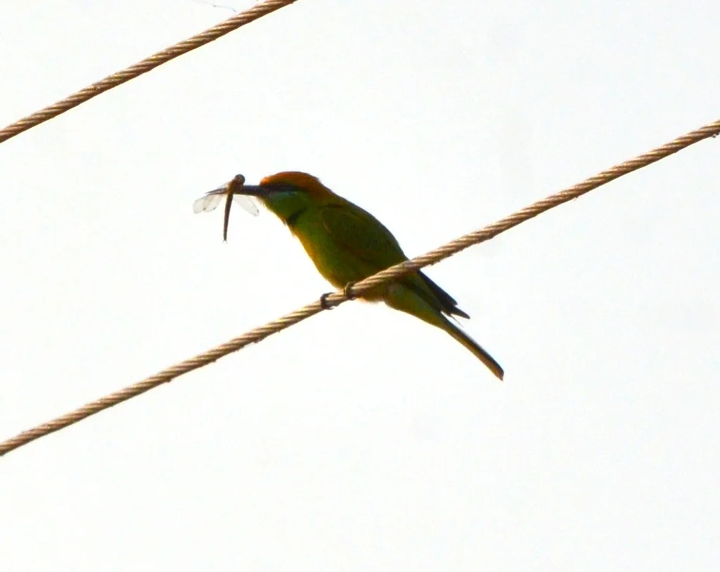 绿喉蜂虎（Merops orientalis）