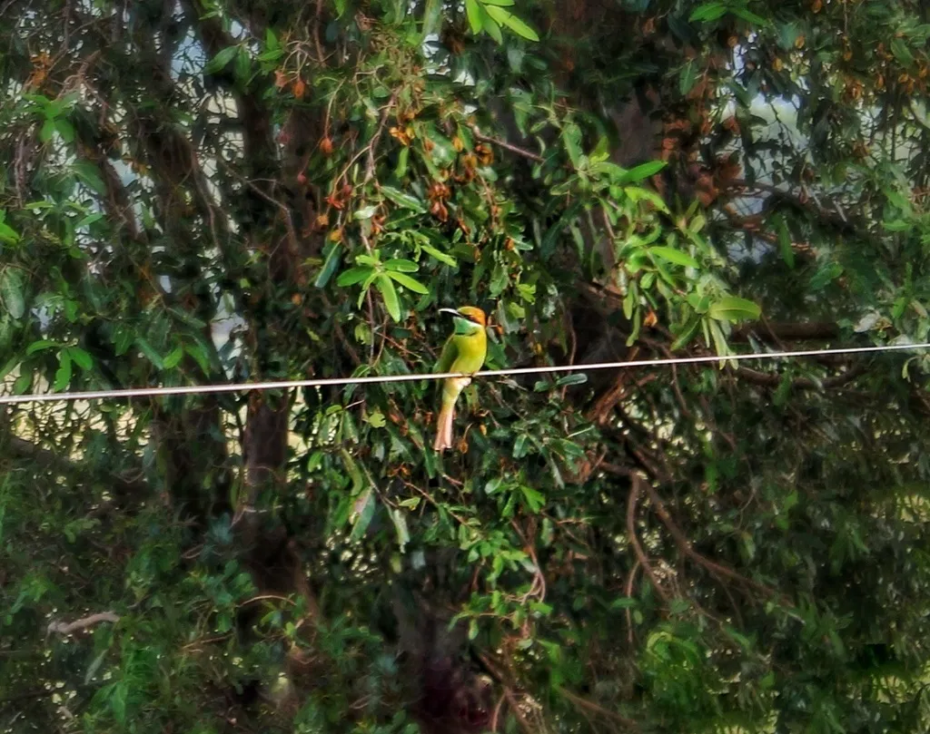 绿喉蜂虎(Merops orientalis)