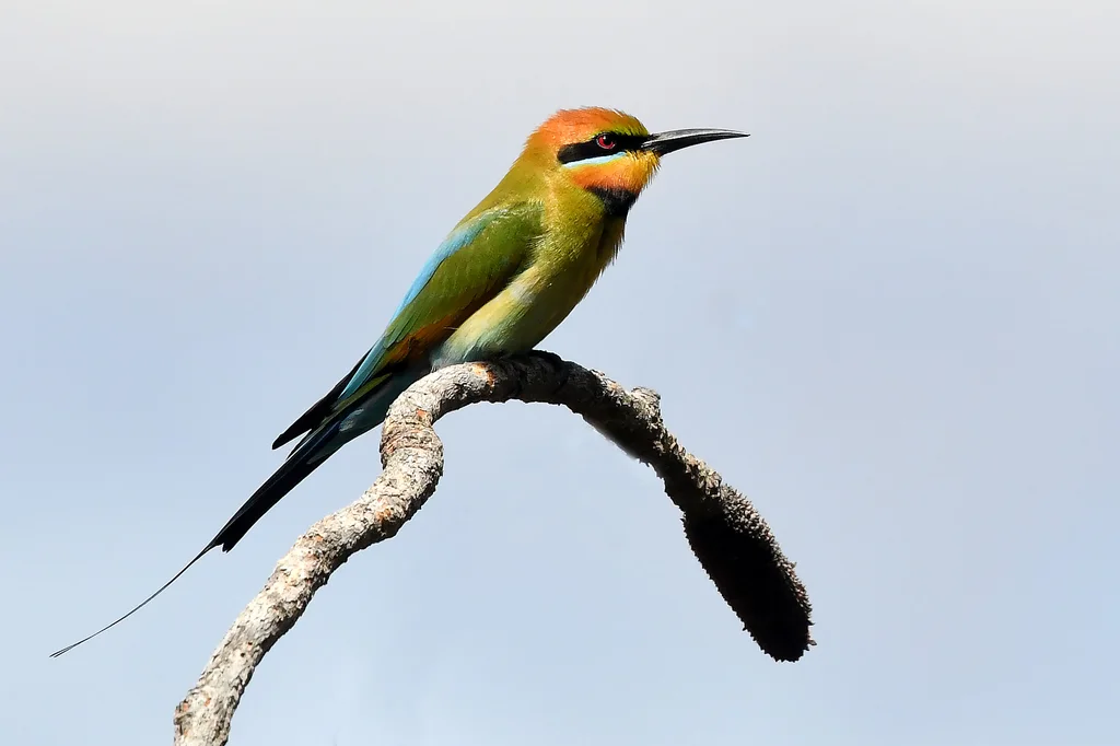 彩虹蜂虎(Merops ornatus)
