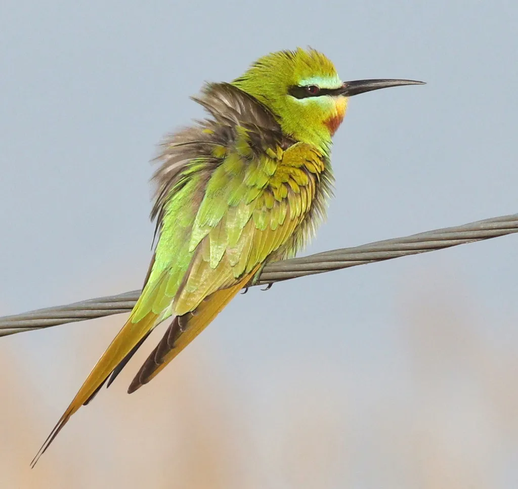 蓝颊蜂虎(Merops persicus)