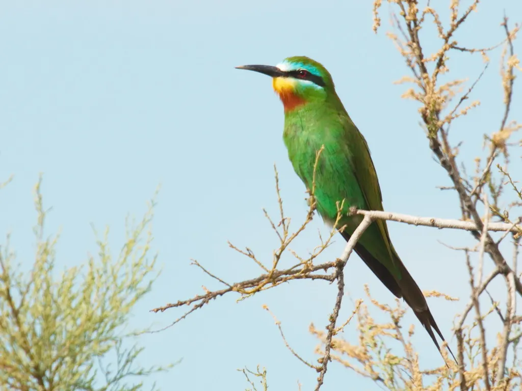 蓝颊蜂虎(Merops persicus)