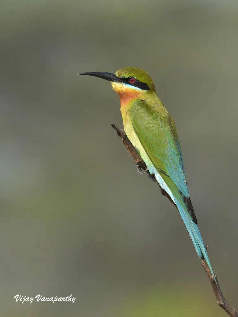 栗喉蜂虎（Merops philippinus）