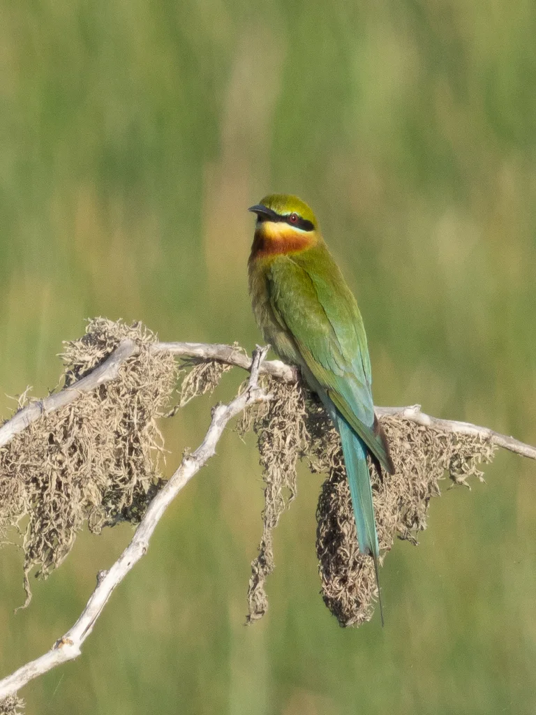 栗喉蜂虎（Merops philippinus）