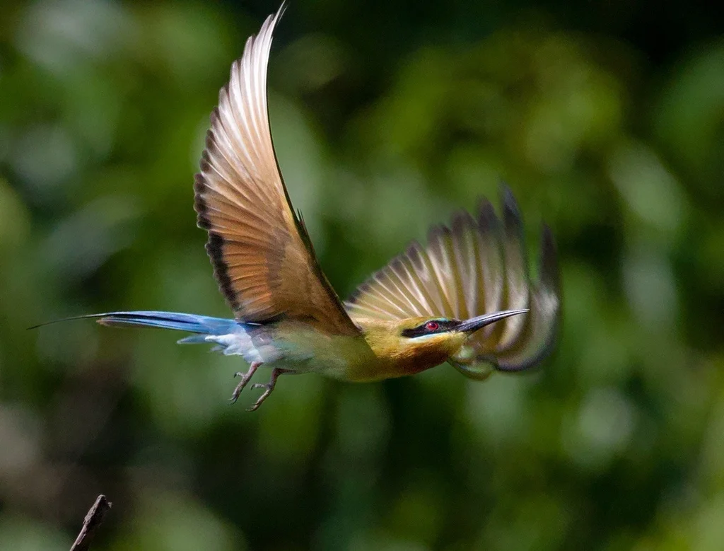 栗喉蜂虎（Merops philippinus）
