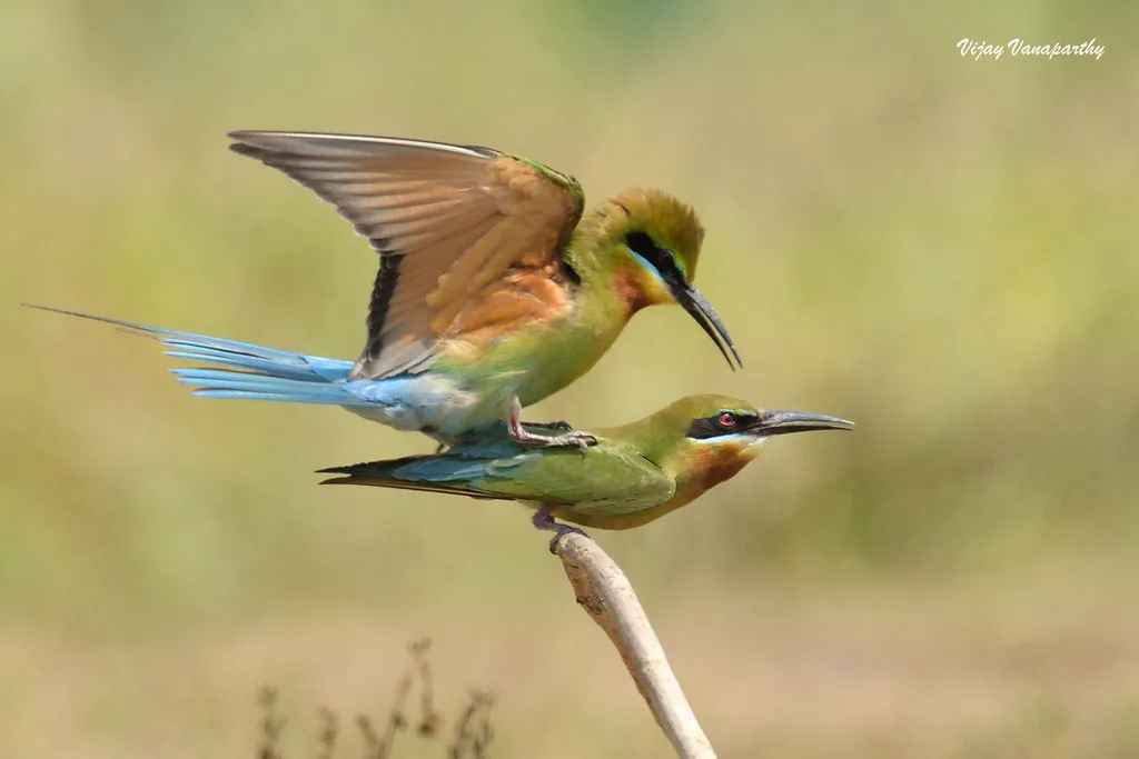 栗喉蜂虎（Merops philippinus）