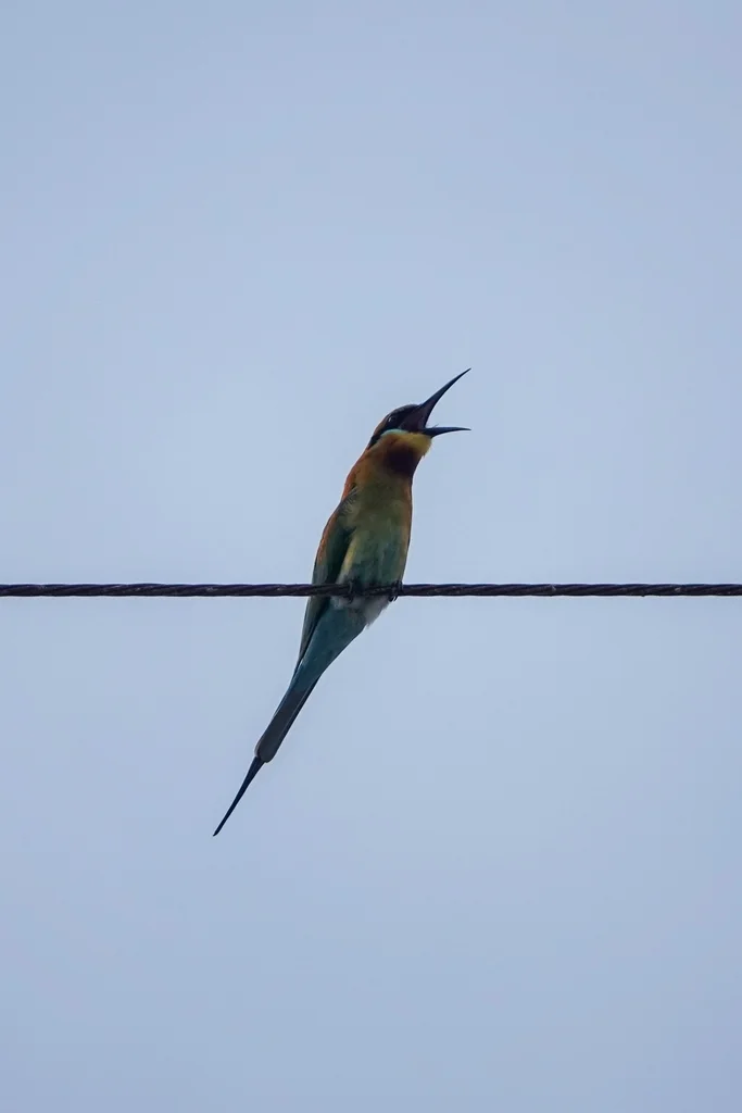 栗喉蜂虎（Merops philippinus）