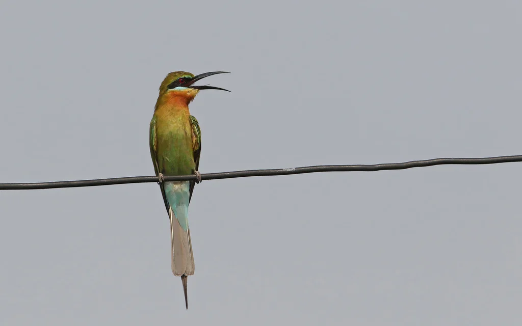 栗喉蜂虎（Merops philippinus）