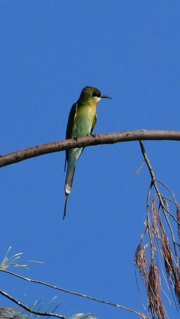 栗喉蜂虎（Merops philippinus）