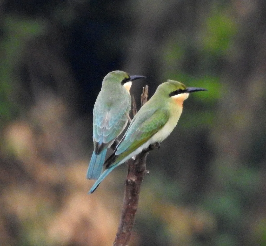 栗喉蜂虎（Merops philippinus）