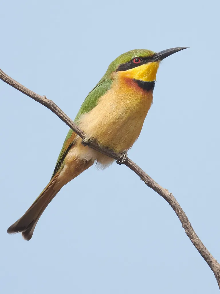 小蜂虎(Merops pusillus)