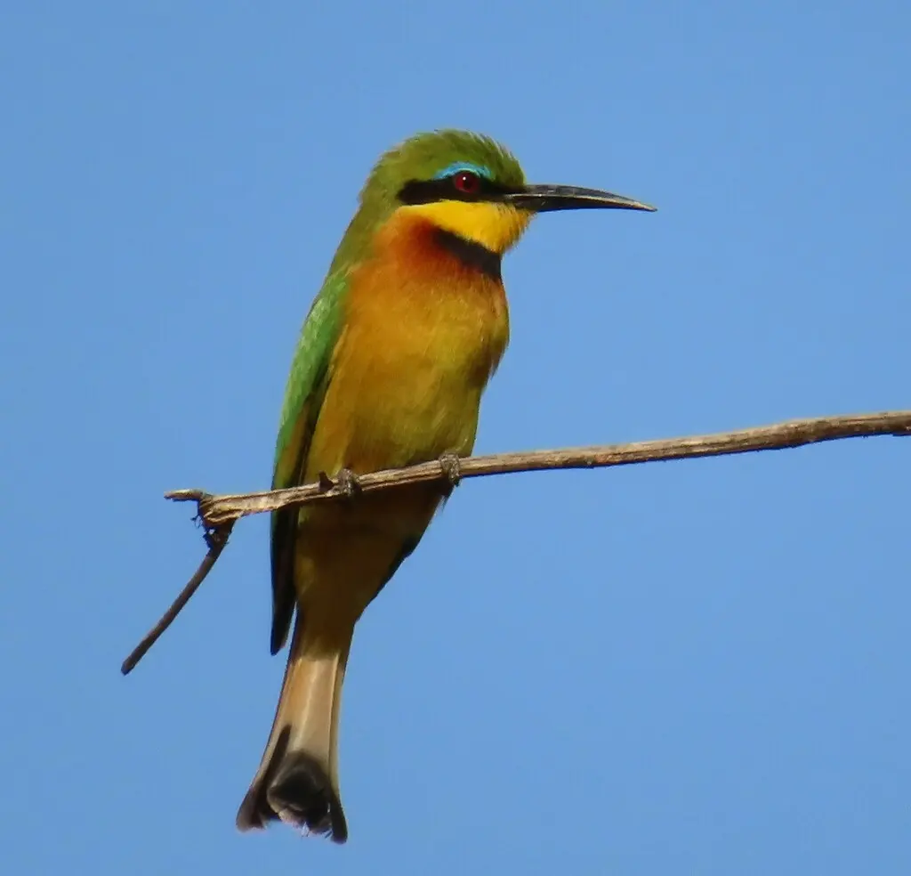 小蜂虎(Merops pusillus)