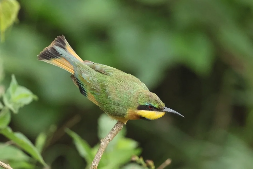 小蜂虎(Merops pusillus)